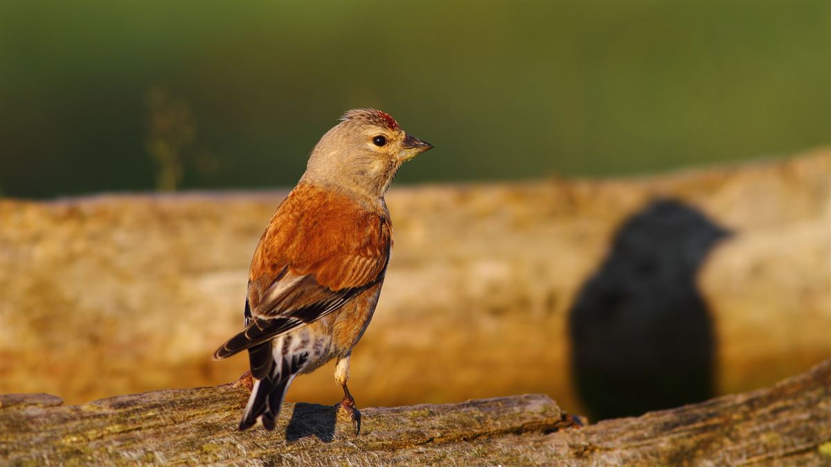 Common Linnet