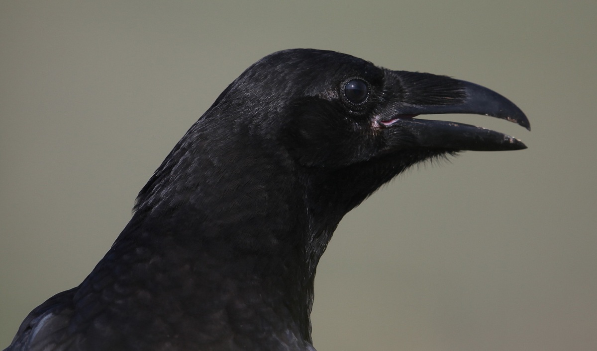 Northern Raven