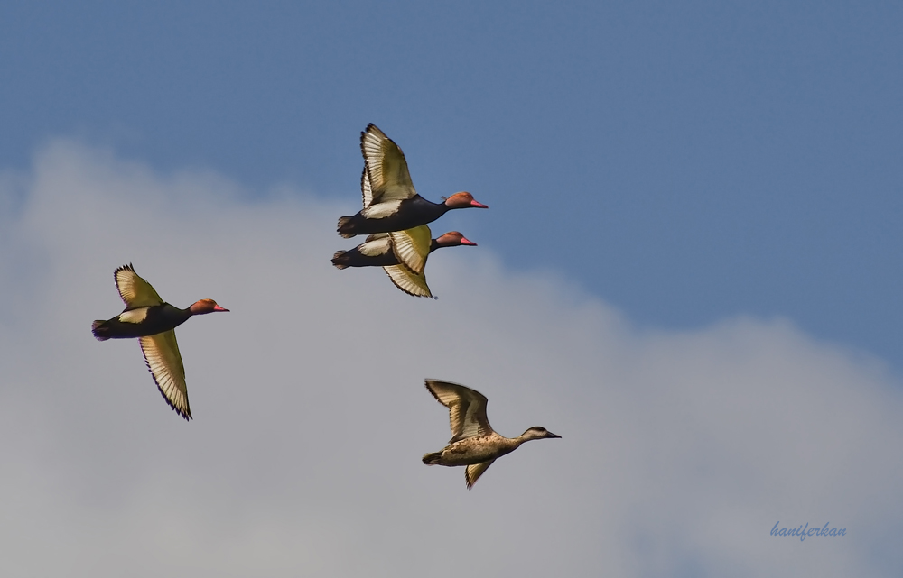 Red-crested Pochard