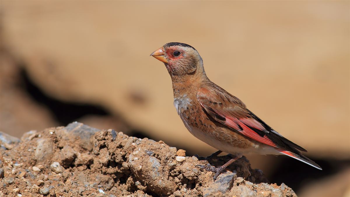 Crimson-winged Finch