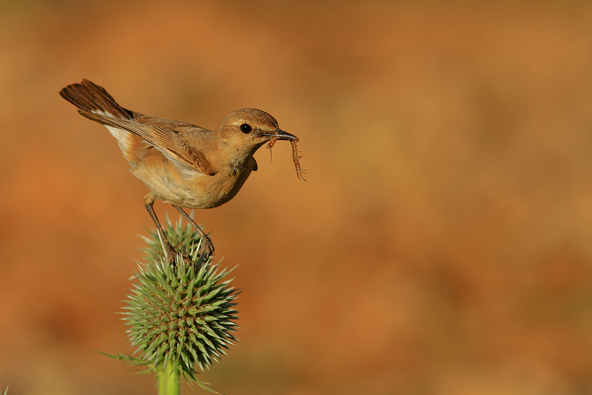 Isabelline Wheatear