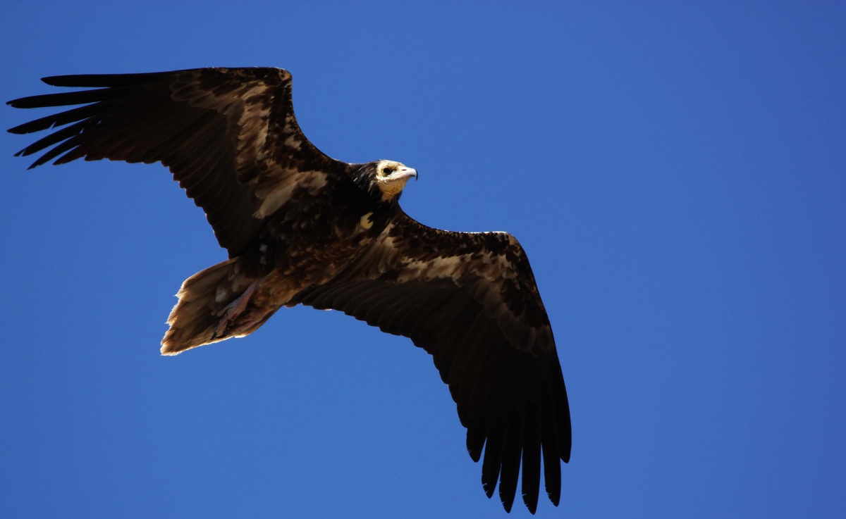 Egyptian Vulture