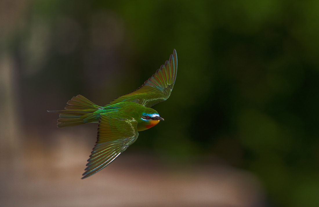 Blue-cheeked Bee-eater