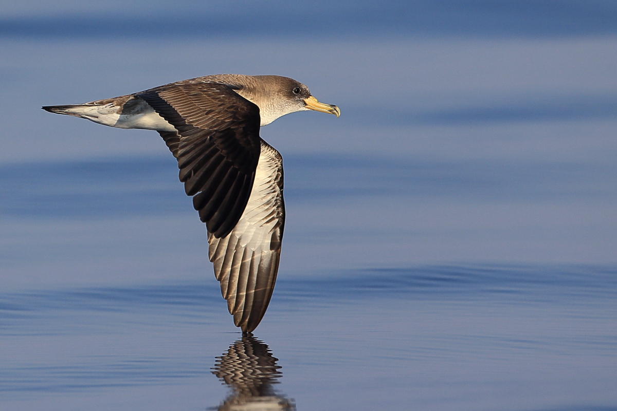 Scopoli`s Shearwater