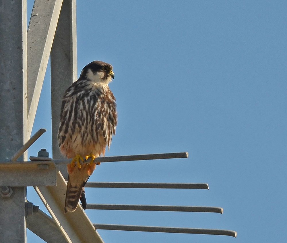 Eurasian Hobby