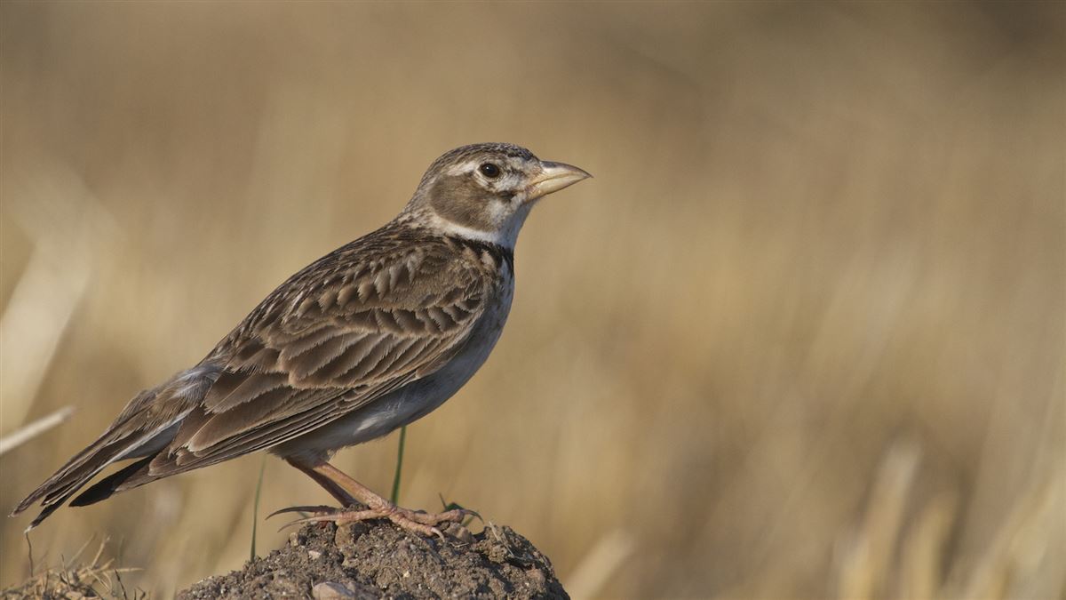 Calandra Lark