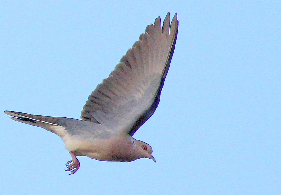 European Turtle Dove