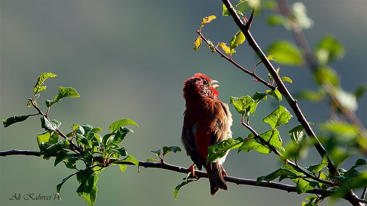 Common Rosefinch