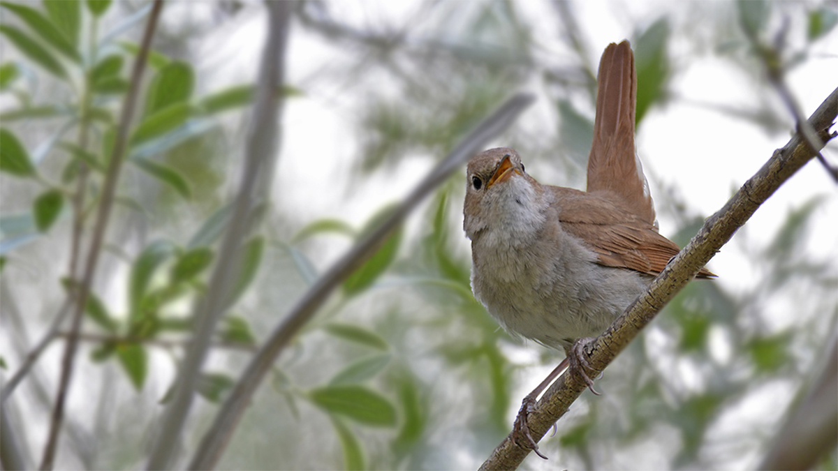 Common Nightingale