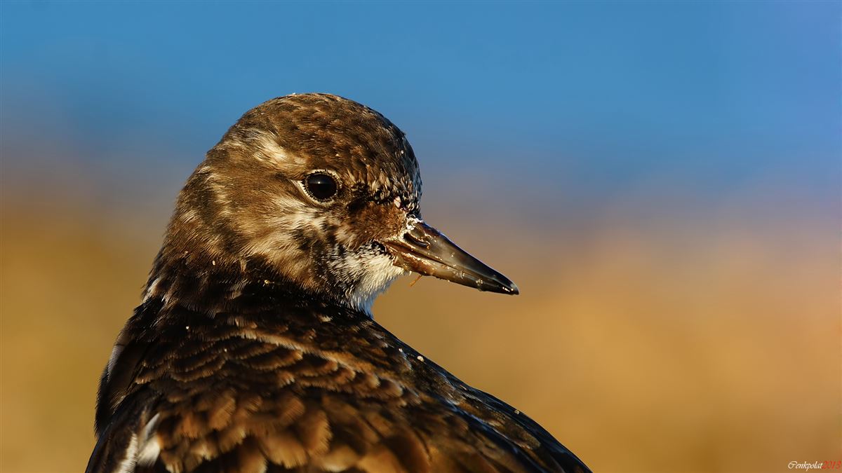 Ruddy Turnstone