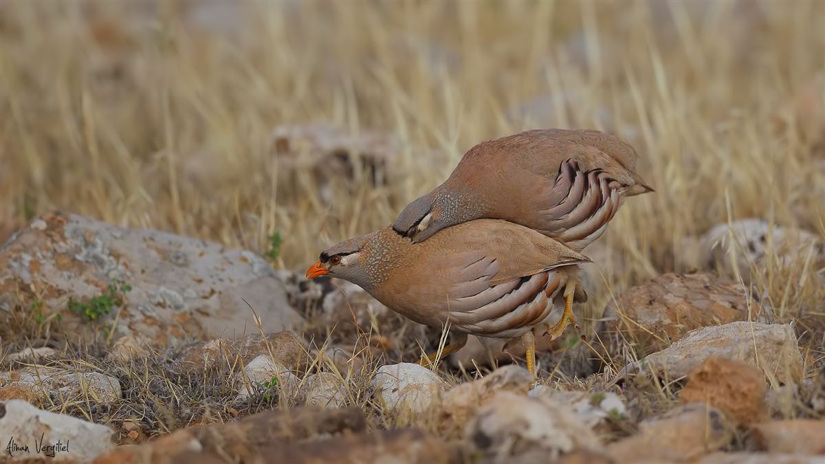 See-see Partridge