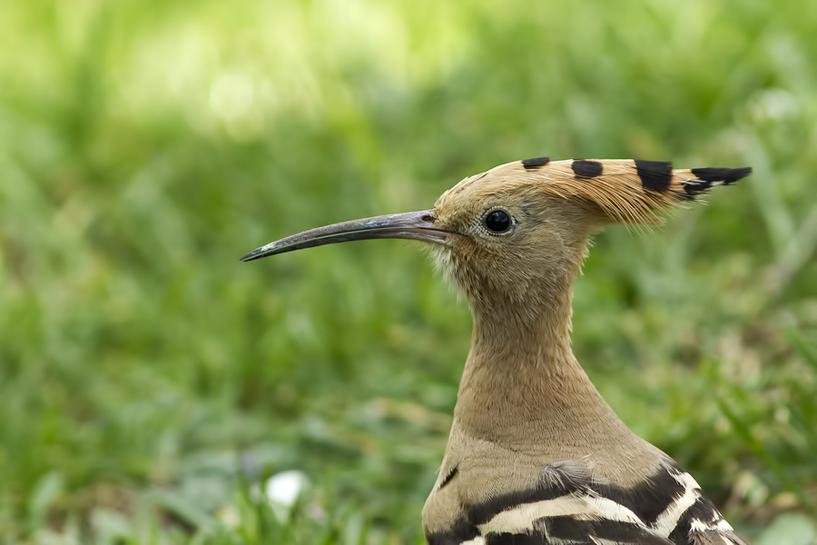 Common Hoopoe