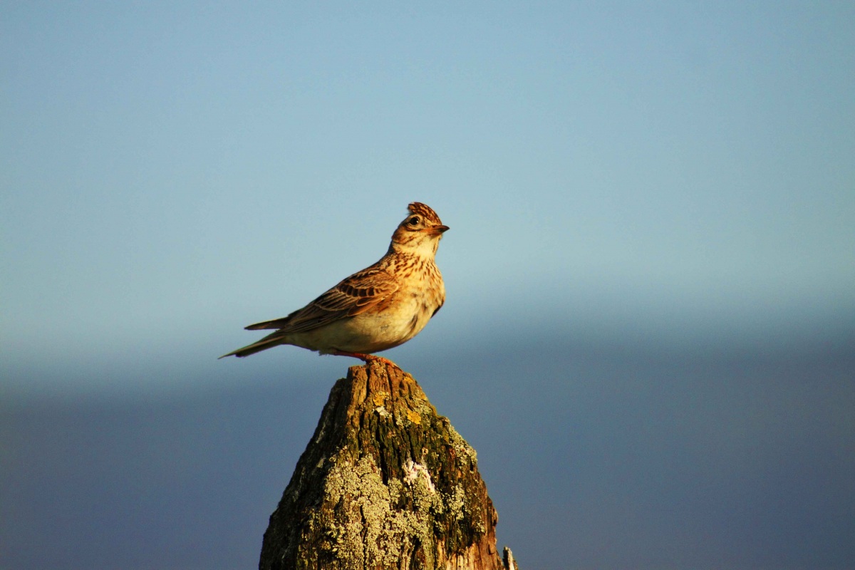 Eurasian Skylark