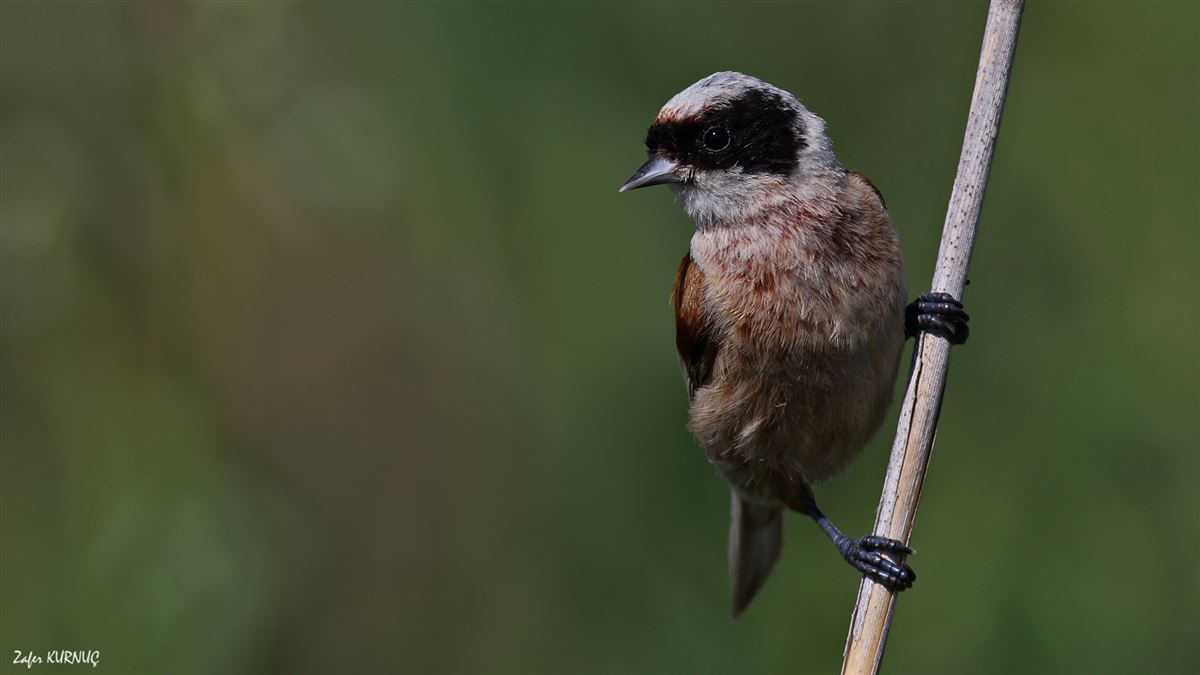 Eurasian Penduline Tit