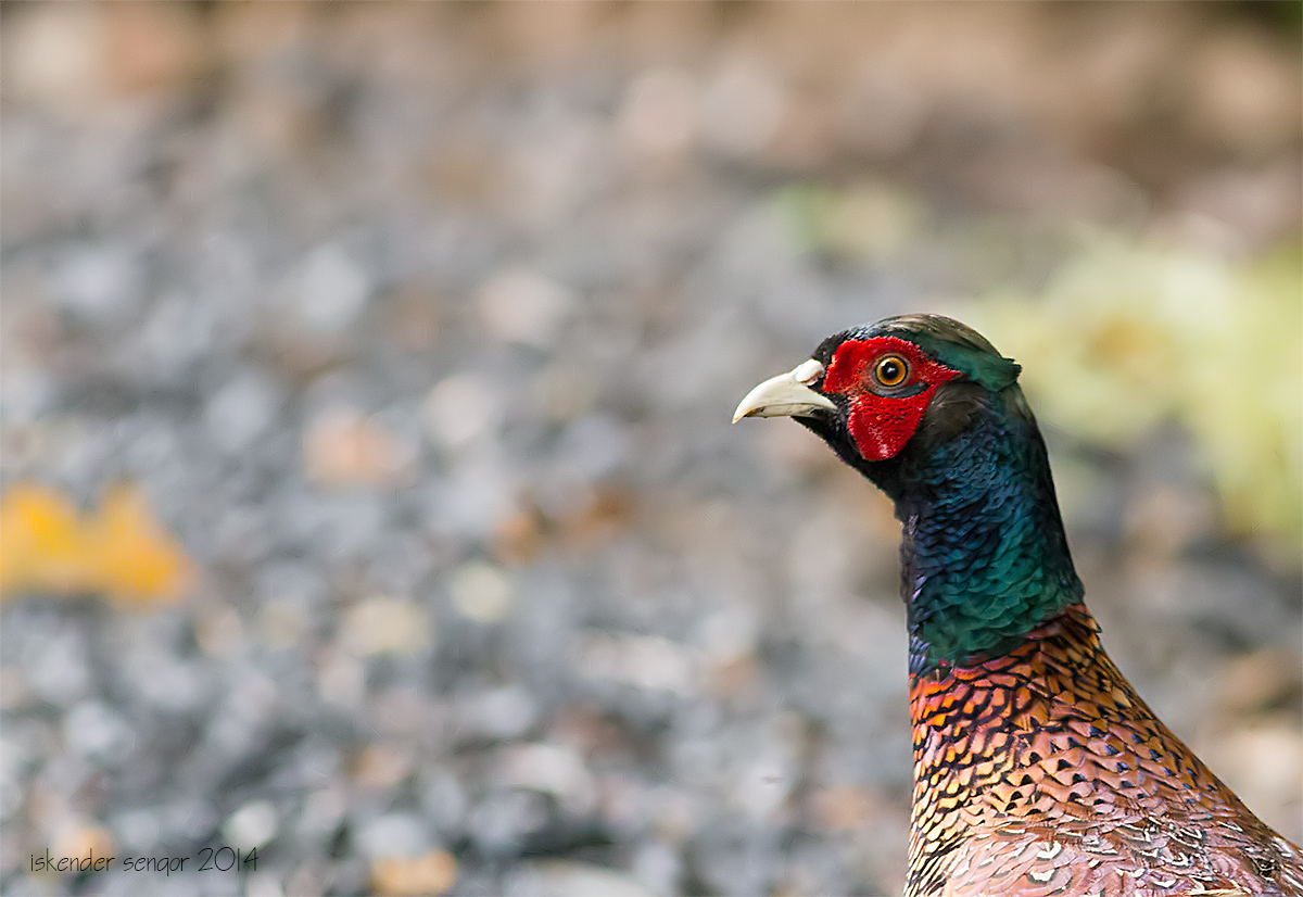 Common Pheasant