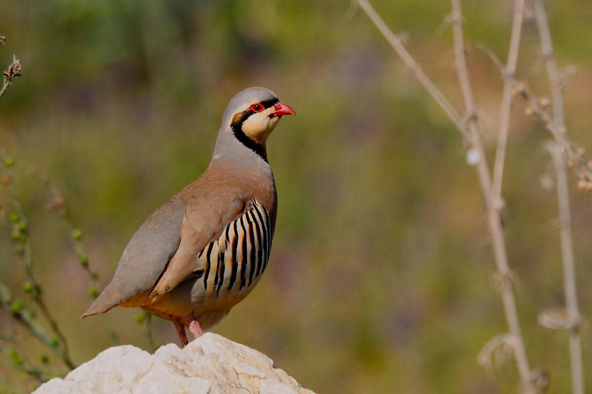 Chukar Partridge