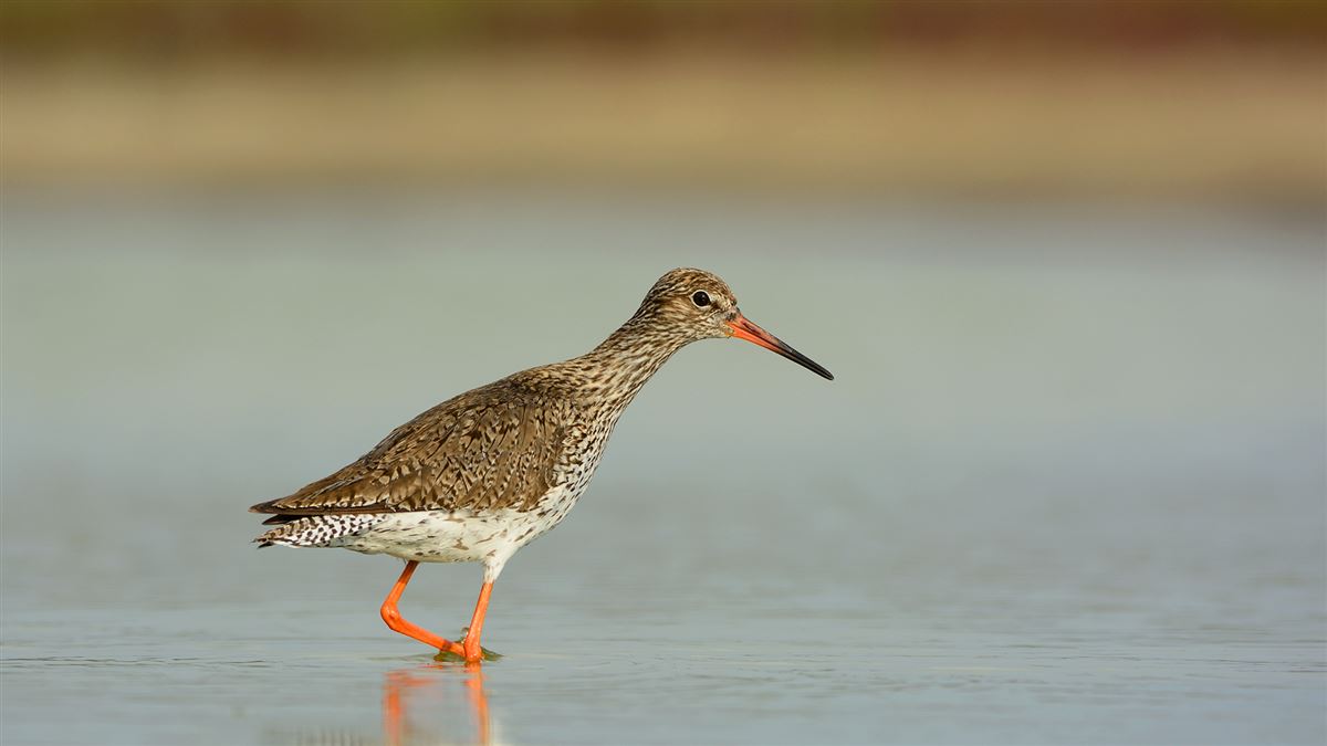 Common Redshank
