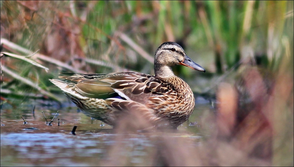 Mallard