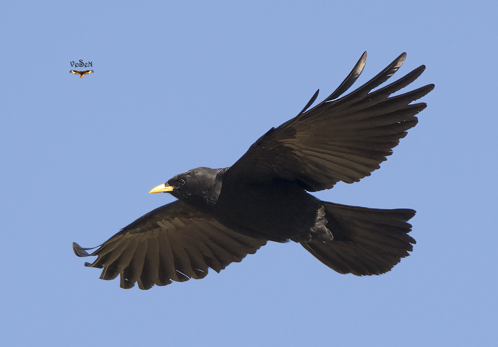 Alpine Chough