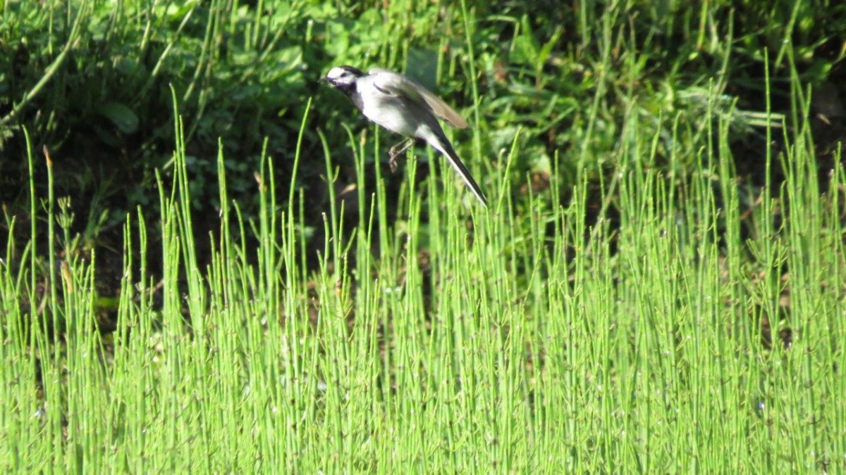 White Wagtail