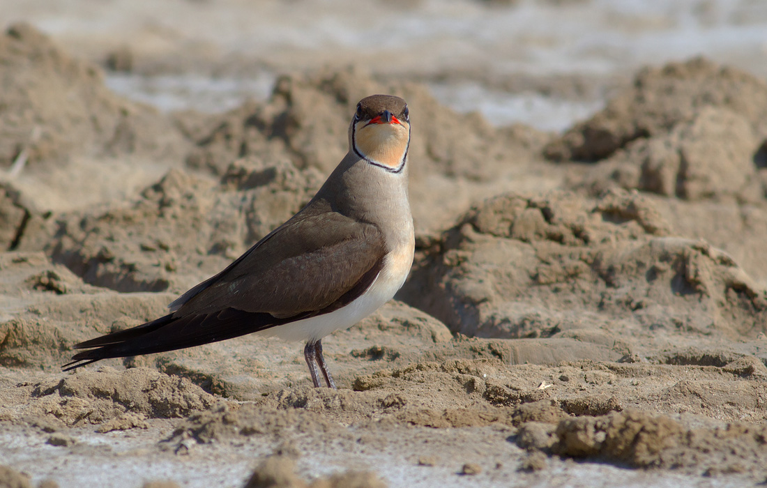 Collared Pratincole