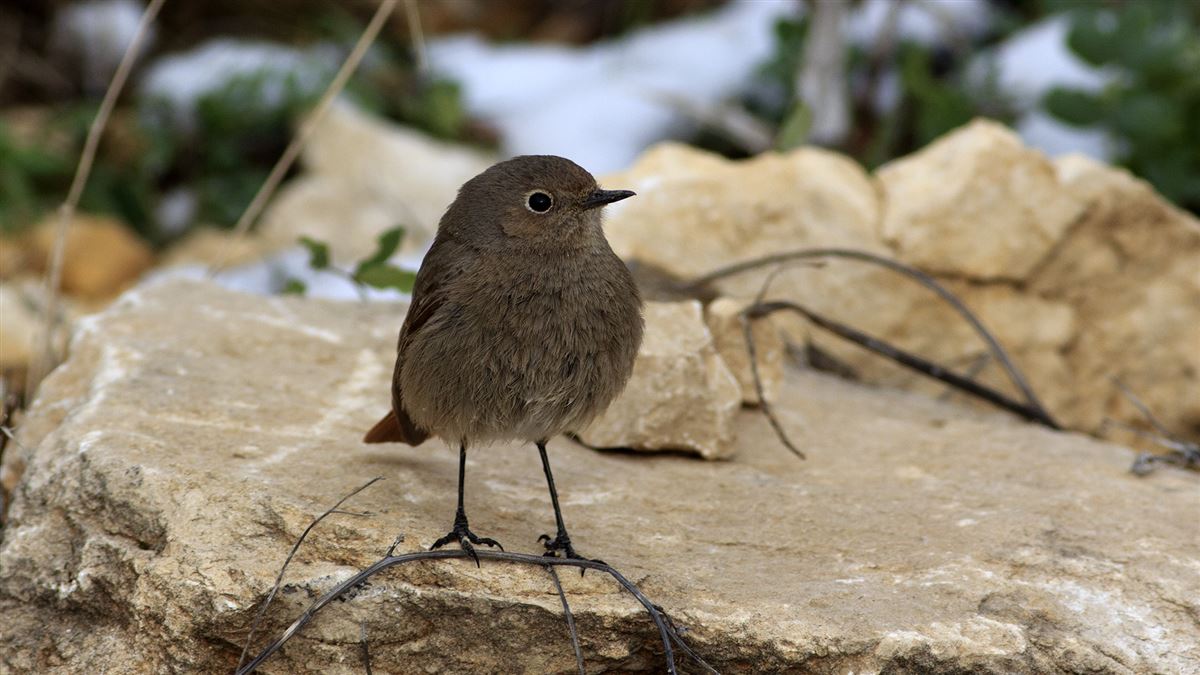 Black Redstart