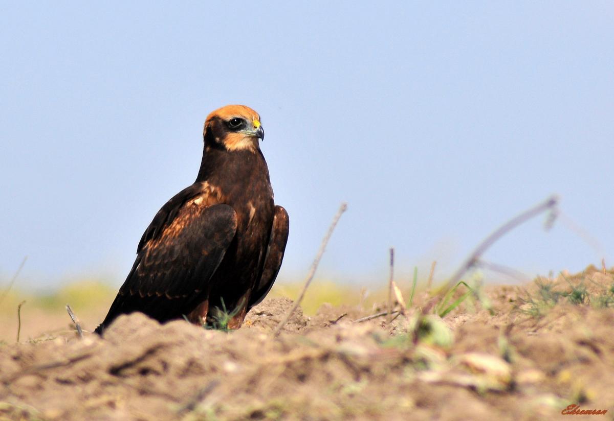 Western Marsh Harrier