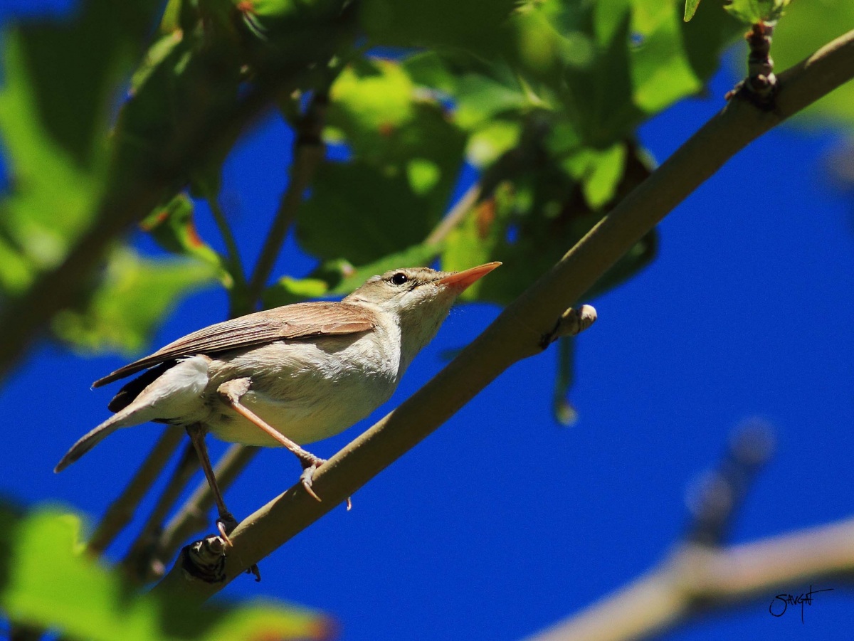 Eastern Olivaceous Warbler