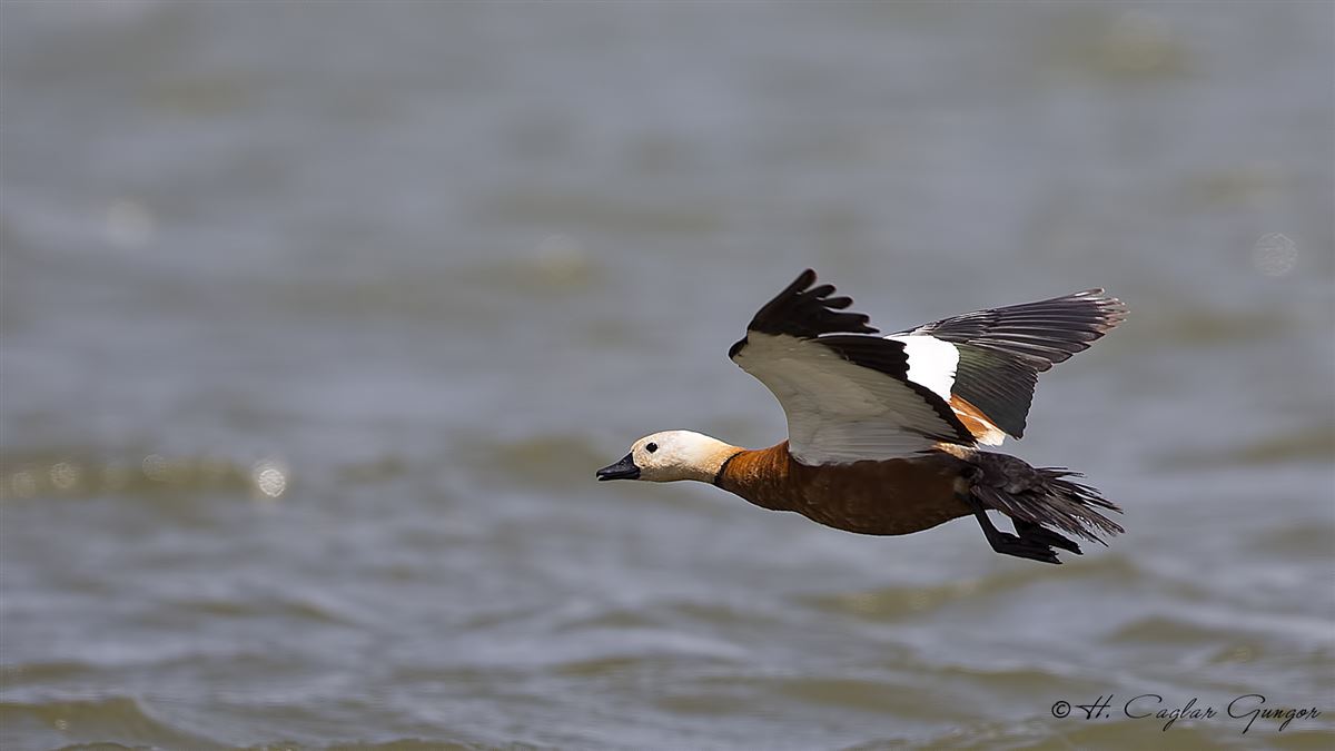 Ruddy Shelduck