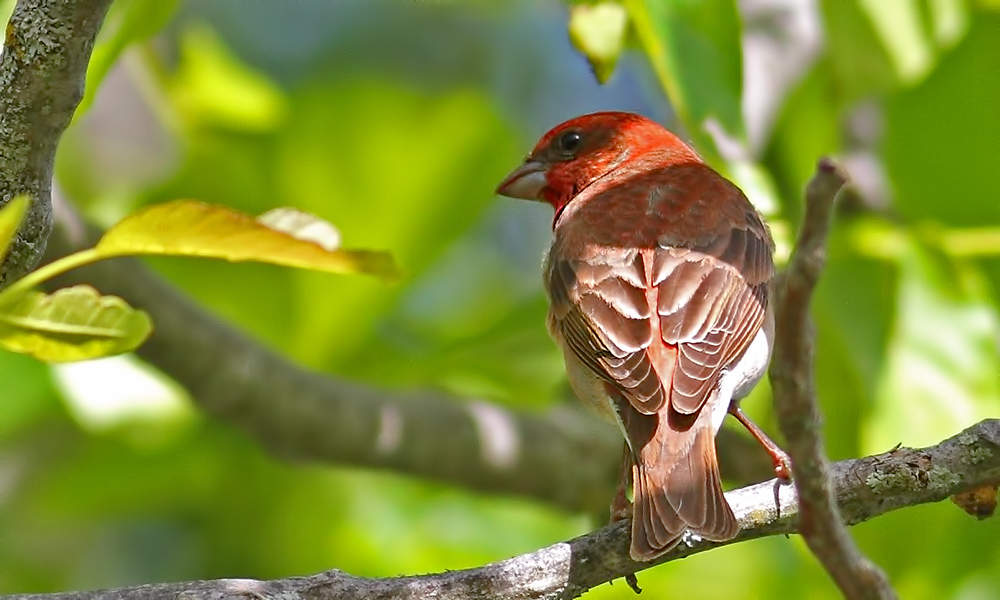 Common Rosefinch