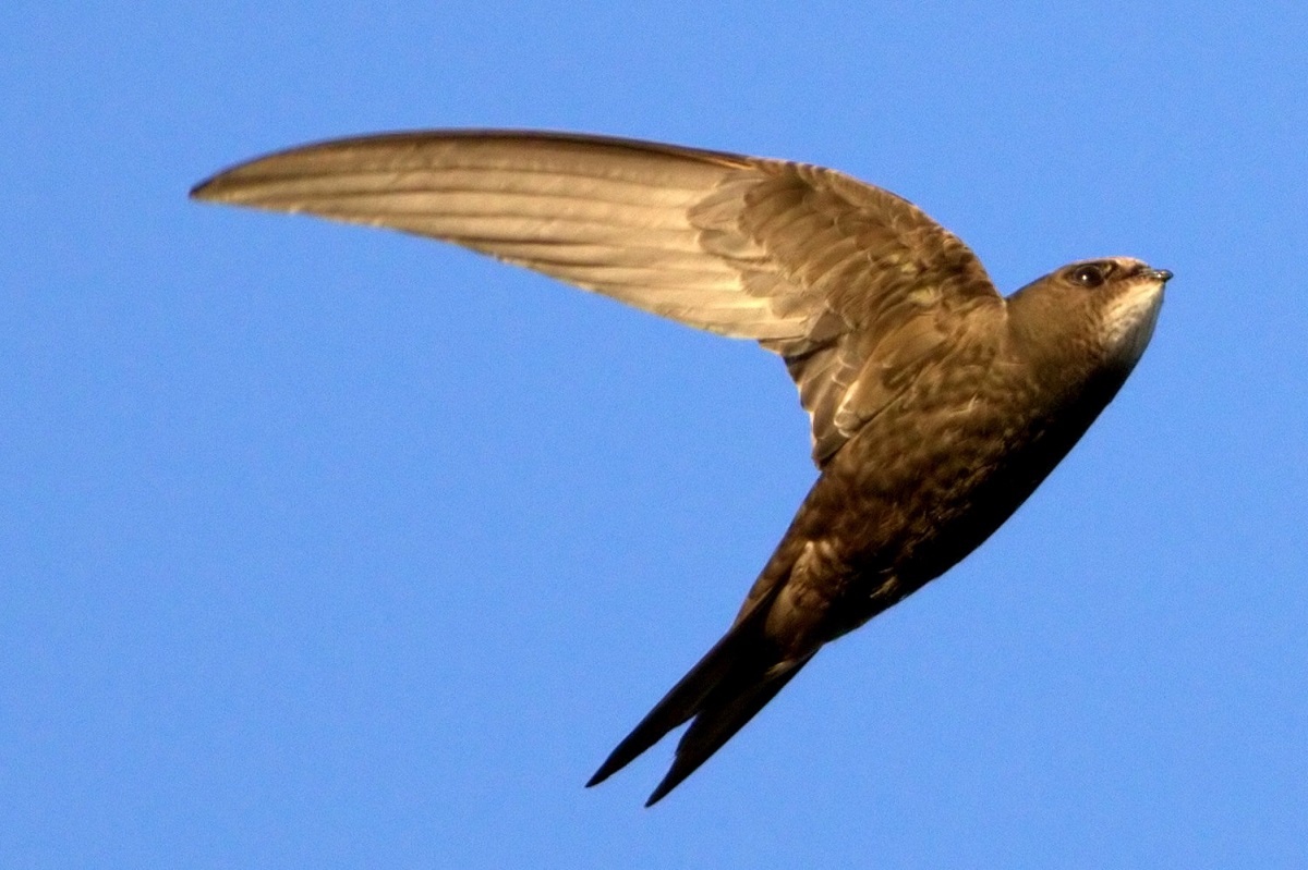 Common Swift