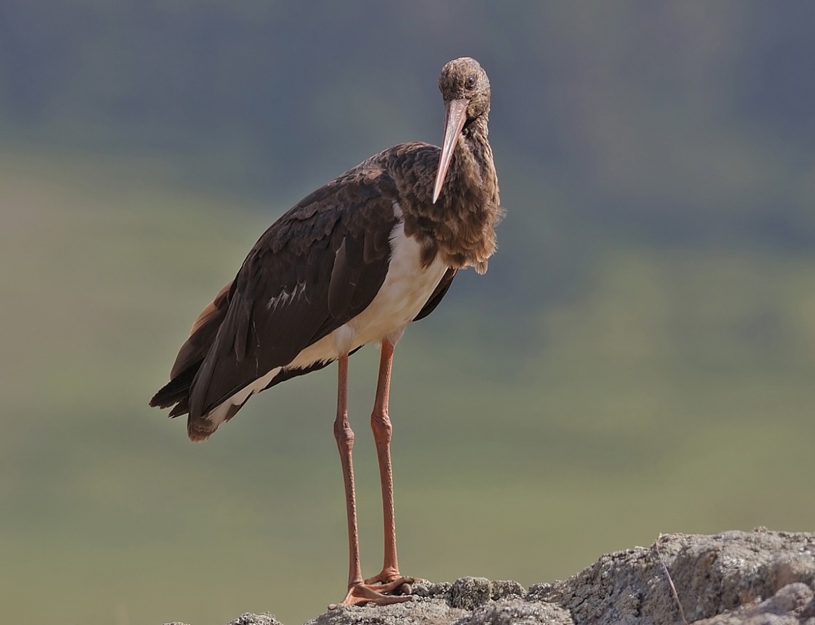 Black Stork