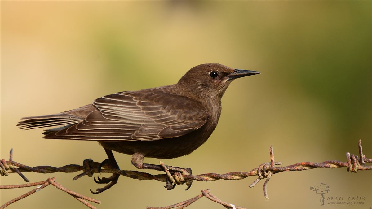 Common Starling