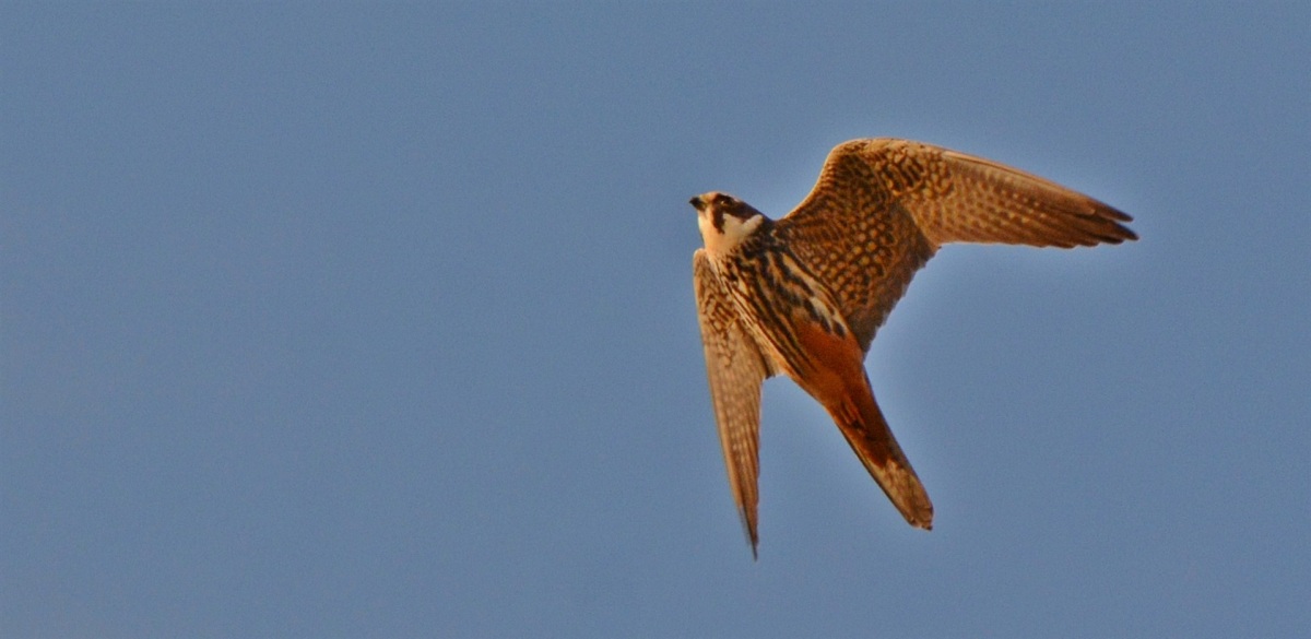 Eurasian Hobby