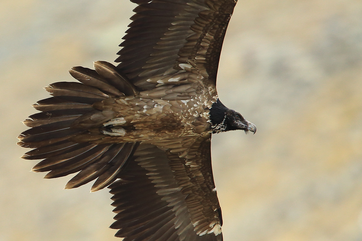 Bearded Vulture