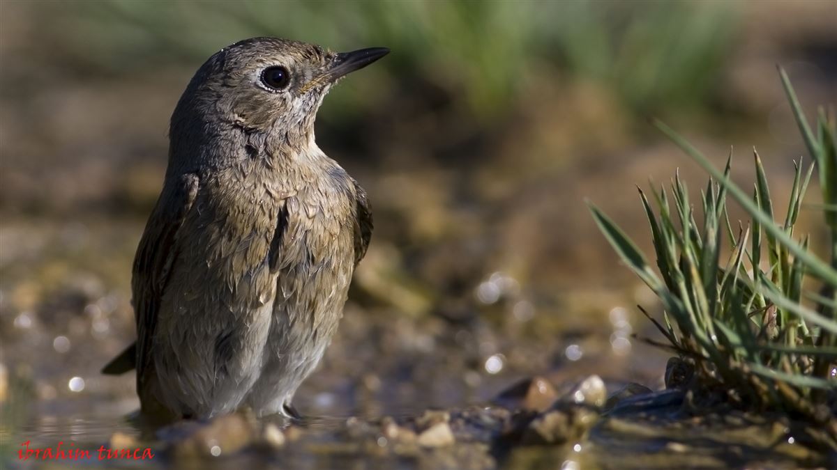 Black Redstart