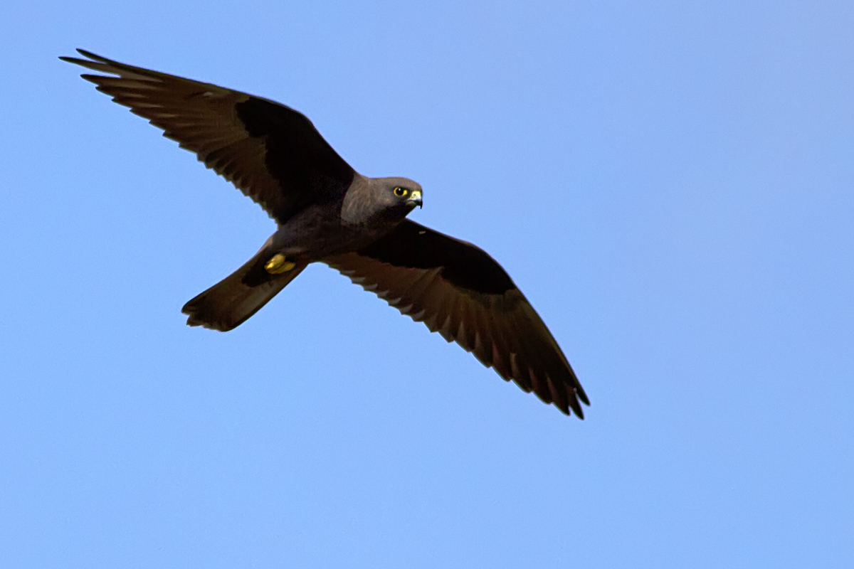 Eleonora`s Falcon