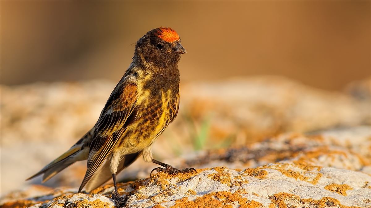 Red-fronted Serin