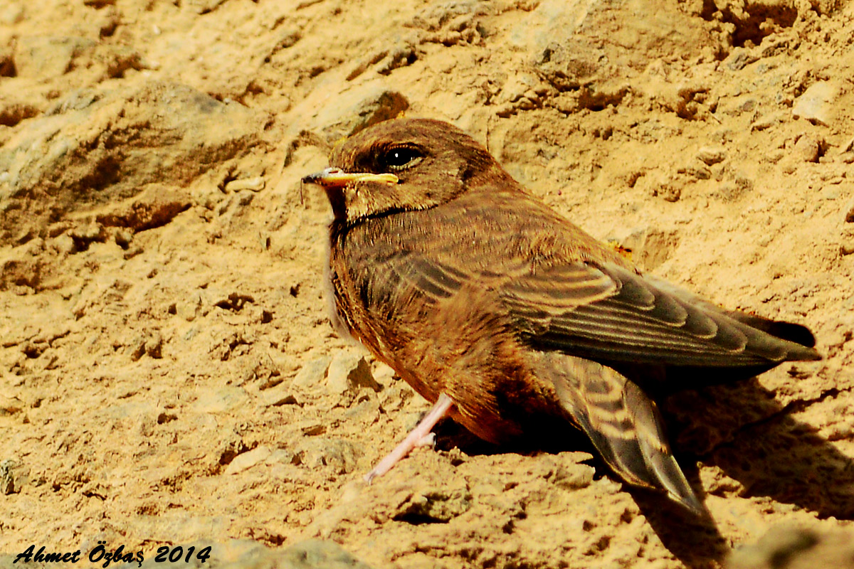 Eurasian Crag Martin