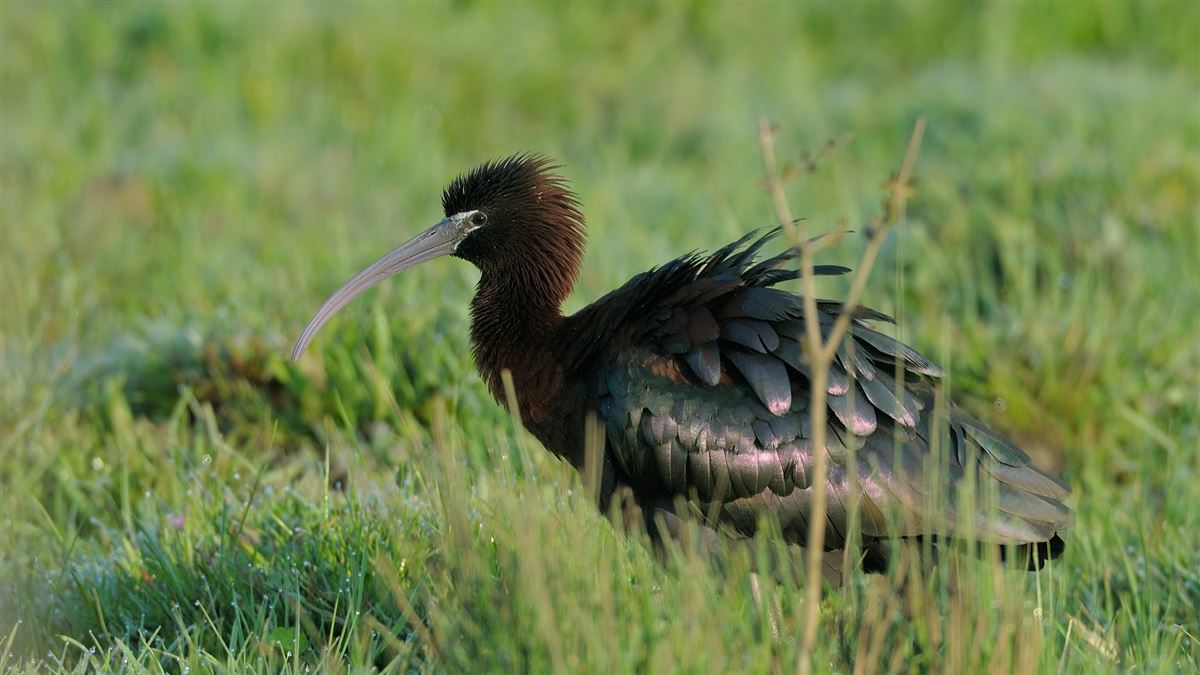 Glossy Ibis