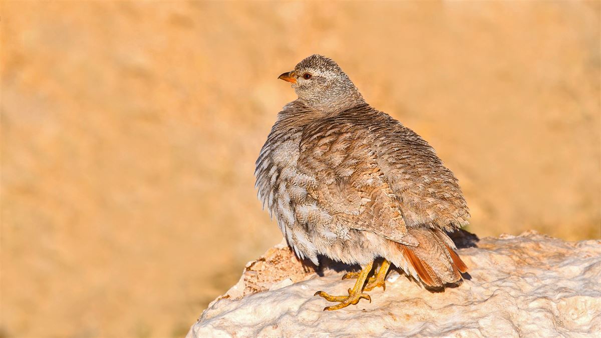 See-see Partridge