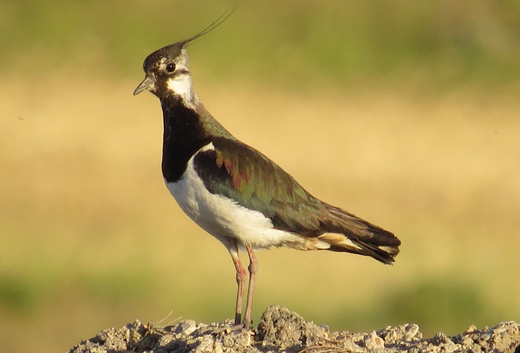Northern Lapwing