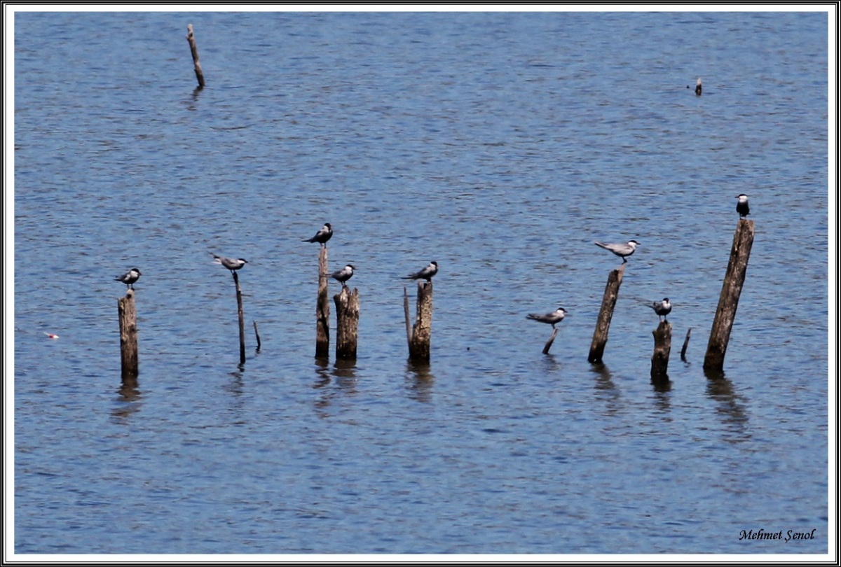 Whiskered Tern