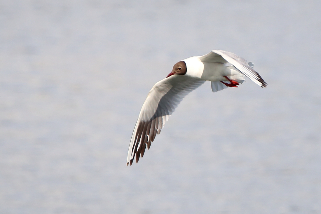 Black-headed Gull