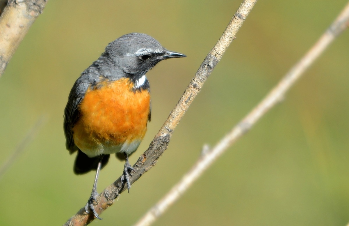 White-throated Robin