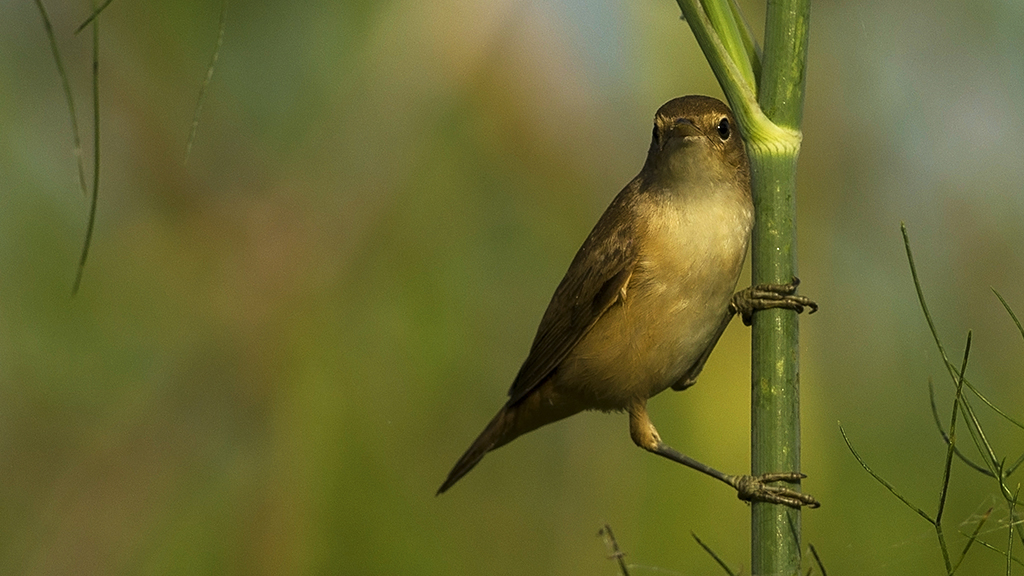 Common Reed Warbler