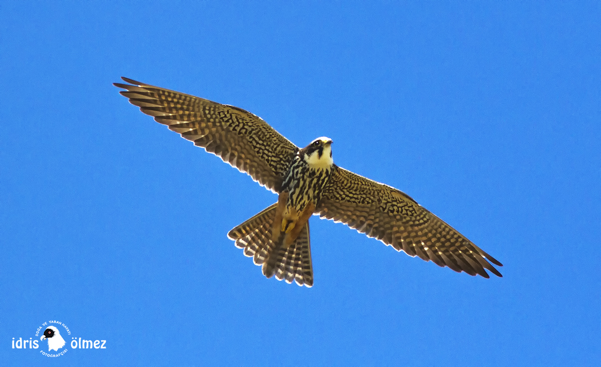 Eurasian Hobby