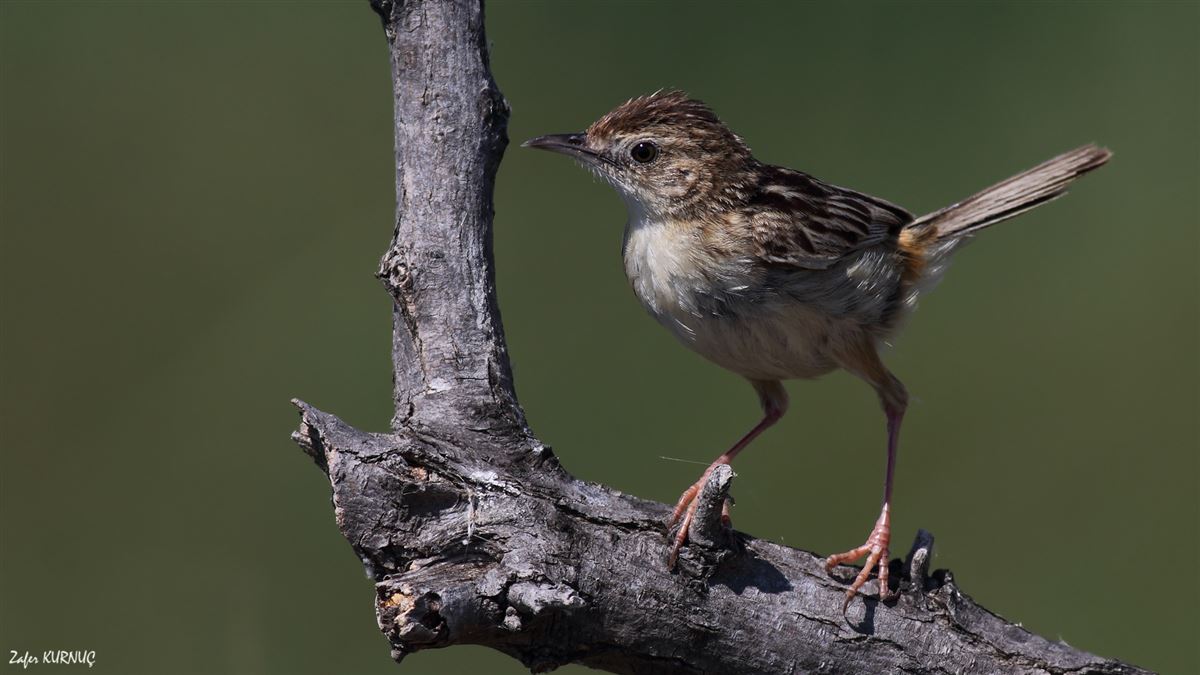 Zitting Cisticola