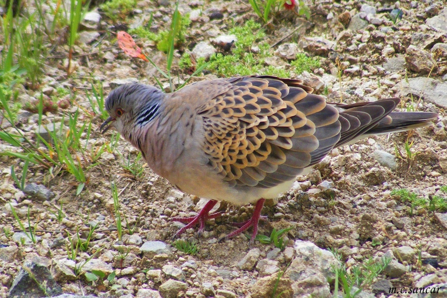 European Turtle Dove
