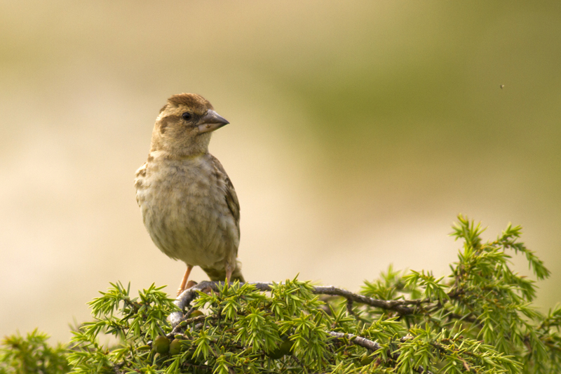 Rock Sparrow